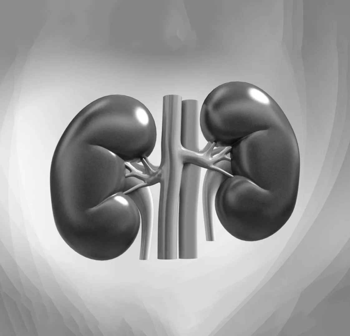 Kidneys, Bladder And Prostate