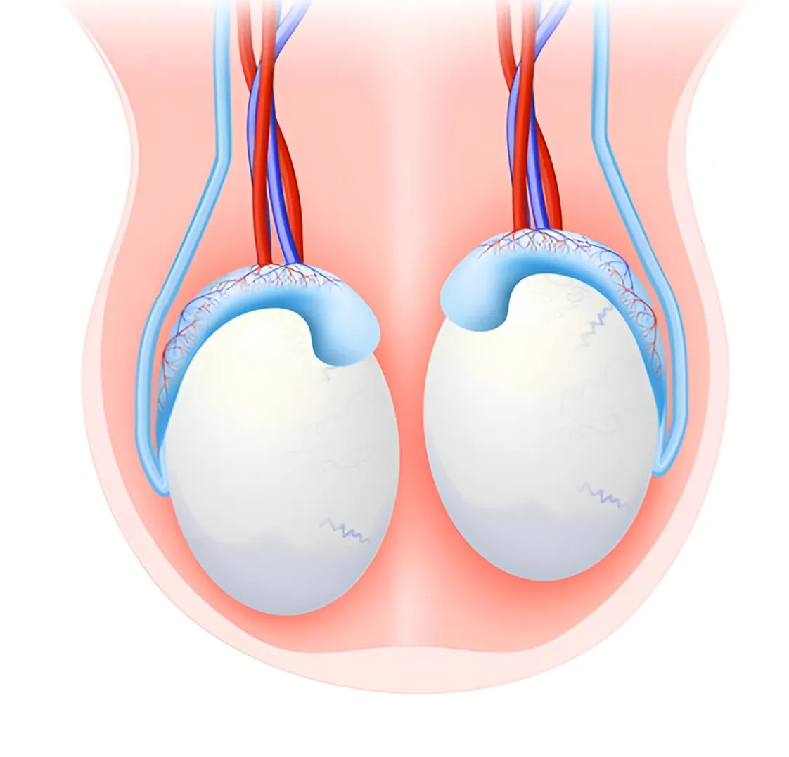 Testicular ultrasound scans